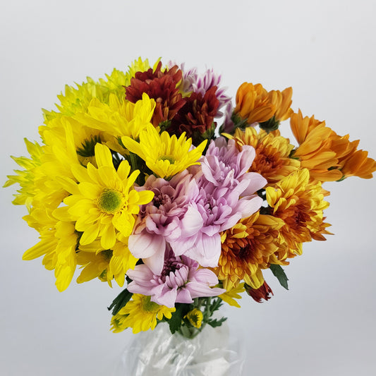 Chrysanthemum Pom Pom - Random Mix Colour (7 Stems)