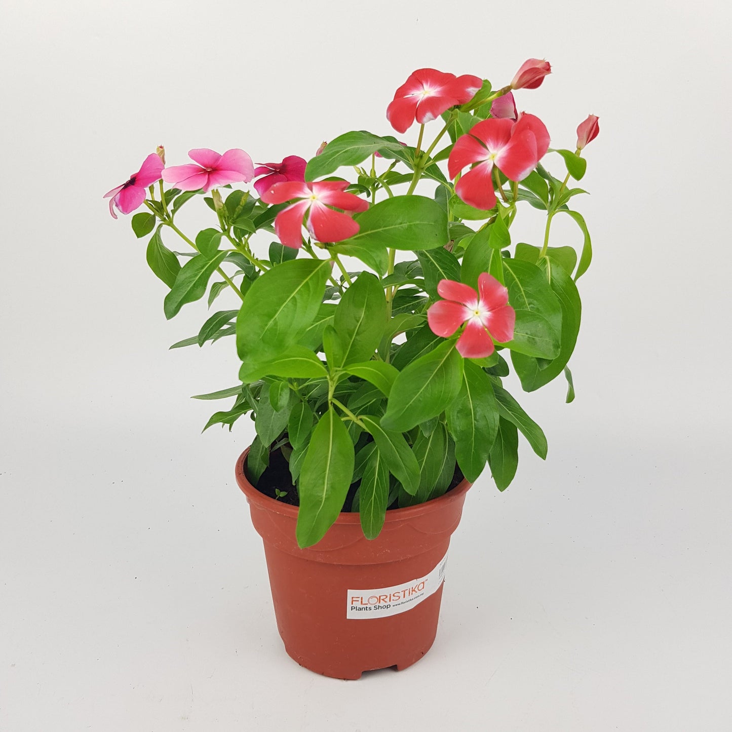 Vinca Upright (P150)