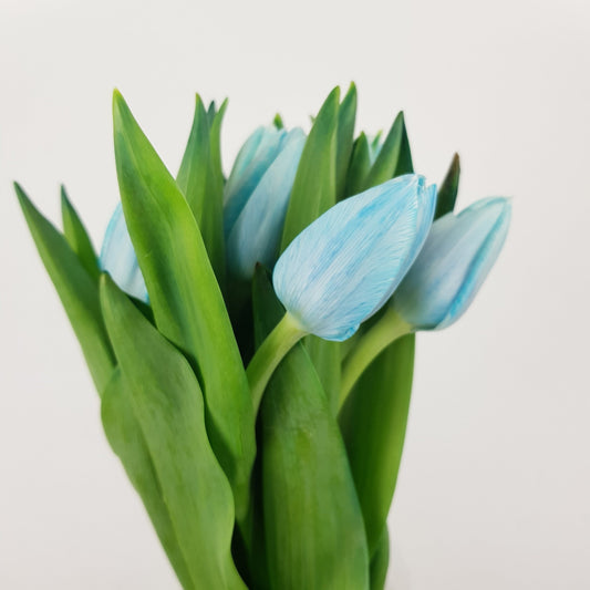 Tulip - Light Blue