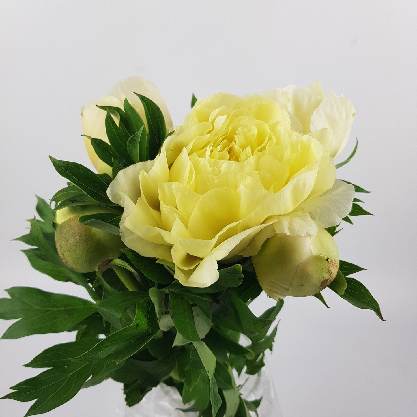 Peony  - Yellow