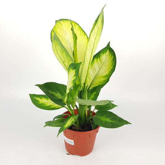 Dieffenbachia Camilla P150