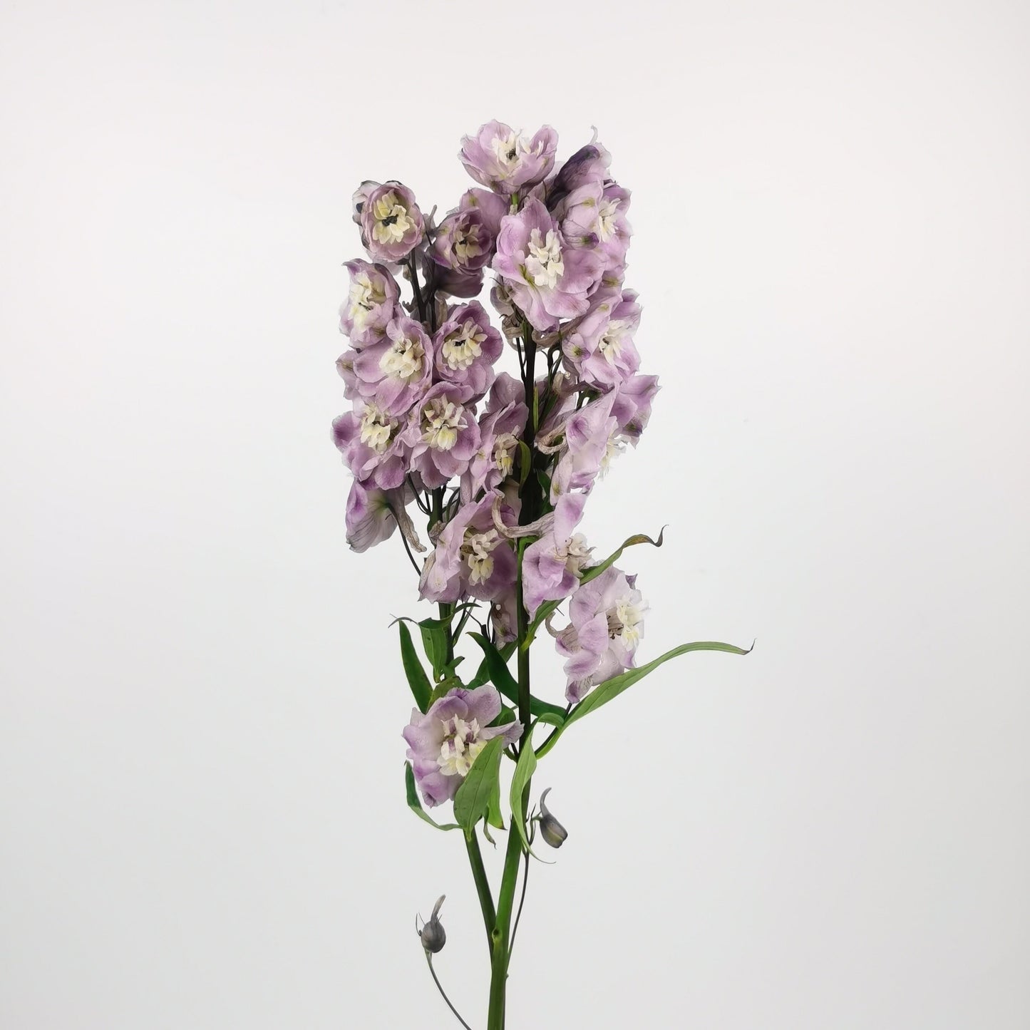 Delphinium Flamingo - Light Purple (2 Stems)