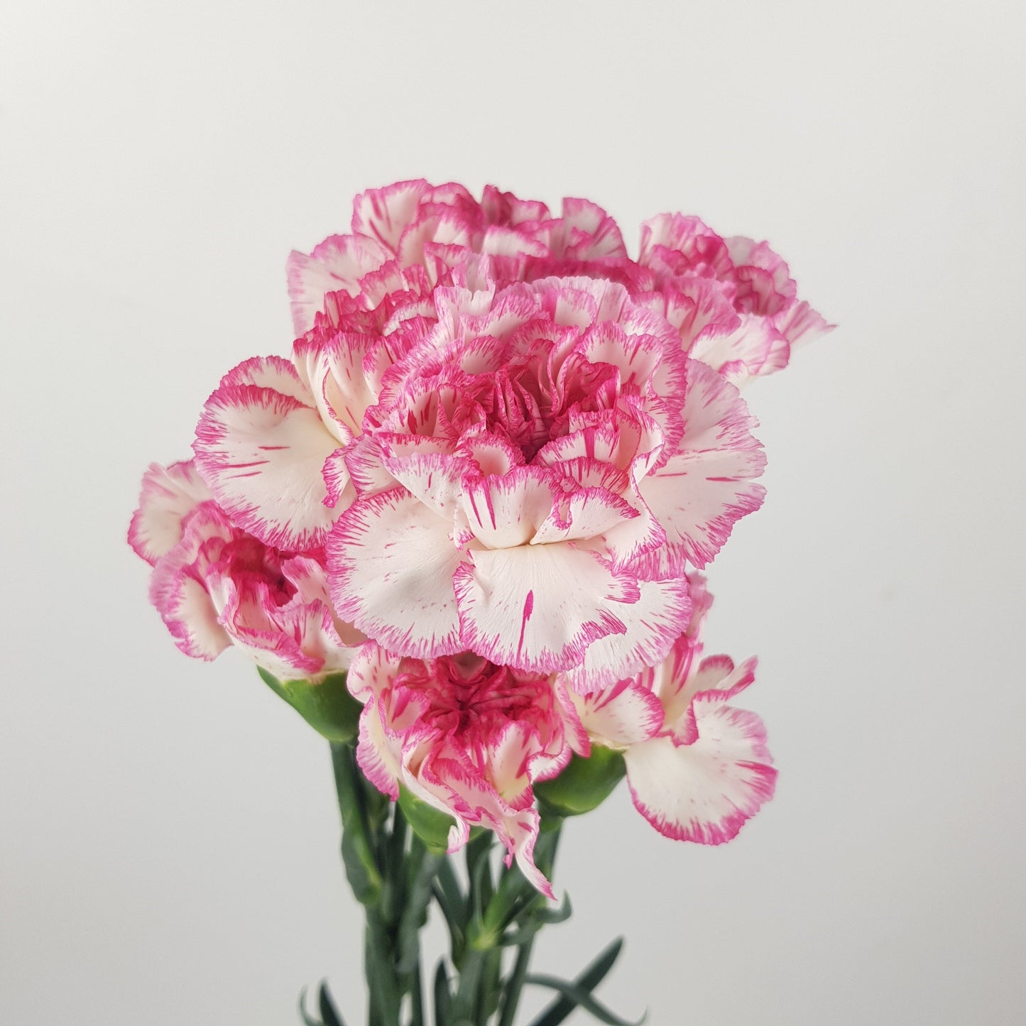 Carnation - 2 Tone White Pink