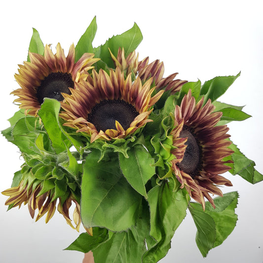 Sunflower - Brown