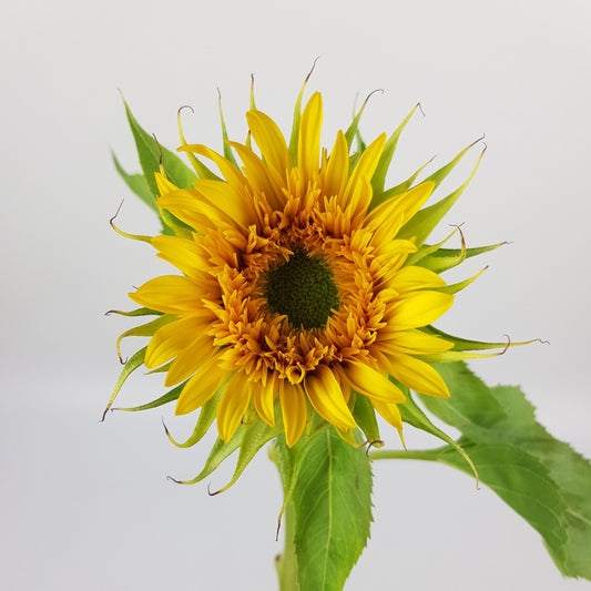 Sunflower - Yellow