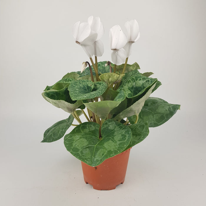 Cyclamen P150