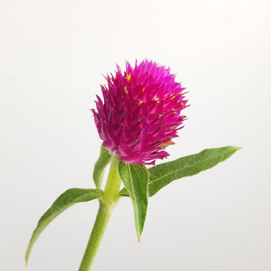 Gomphrena - Cherry Pink