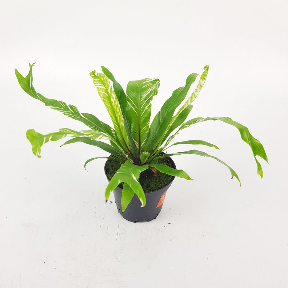 Asplenium Nidus Variagated 8cm