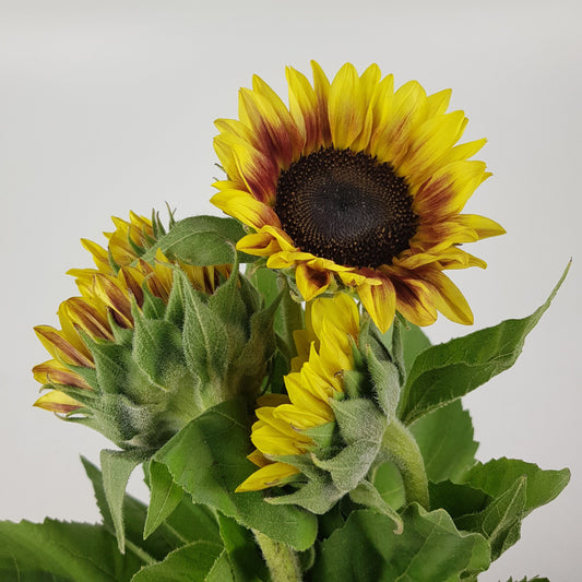 Sunflower - 2 Tone Yellow