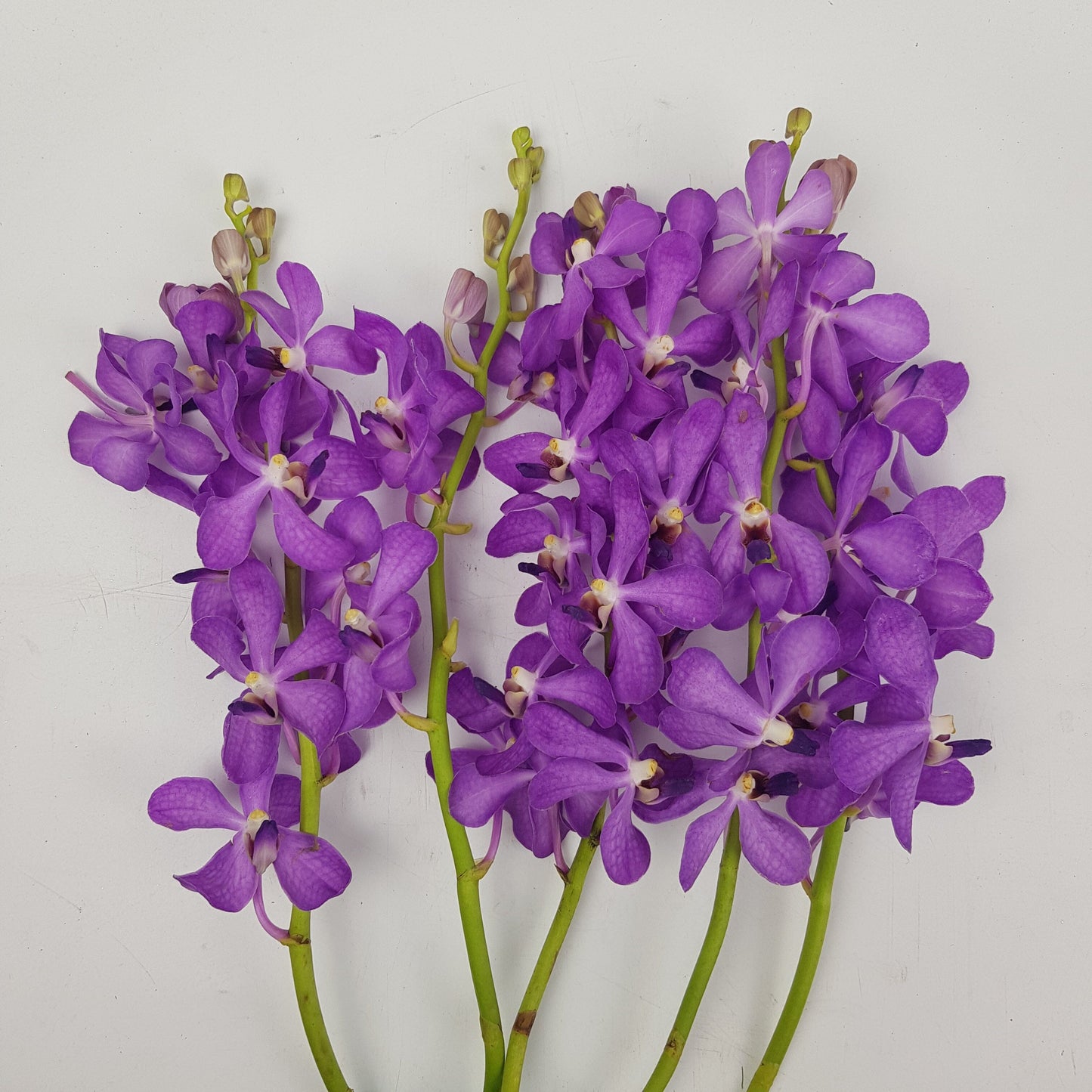 Orchid - Purple (5 Stems) L