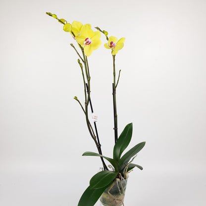 Phalaenopsis Double Stem (Imported)