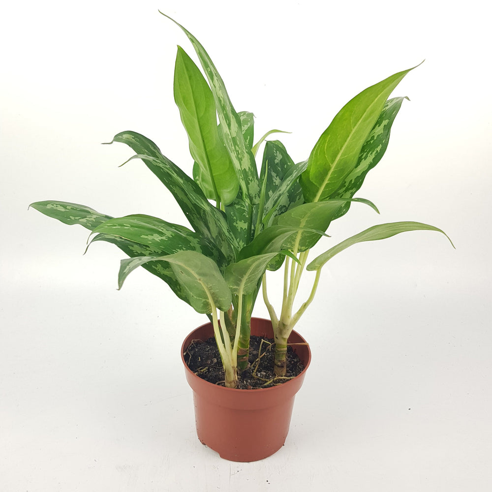 Aglaonema Maria P120