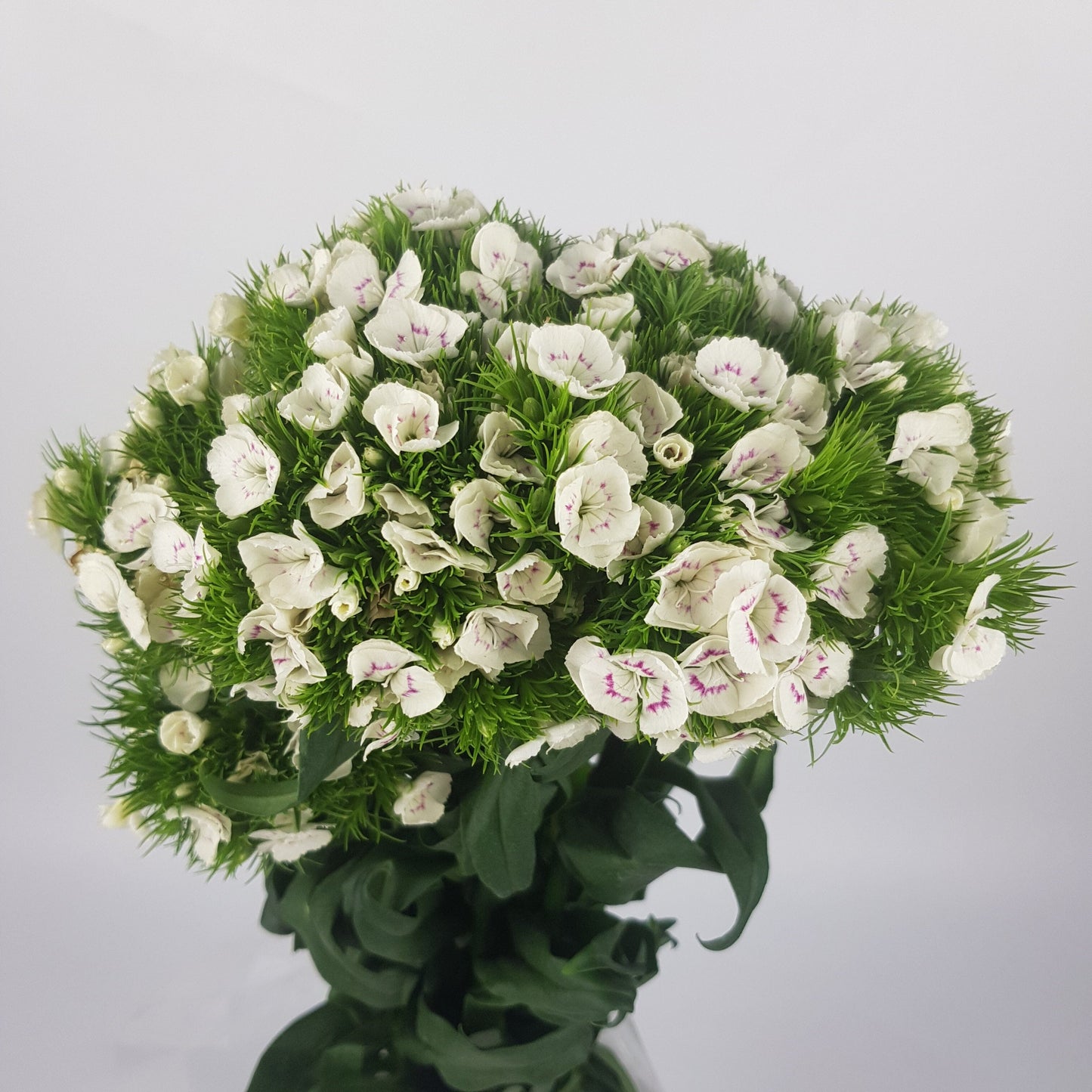 Barbatus Dianthus/Flower Hair Ball - White