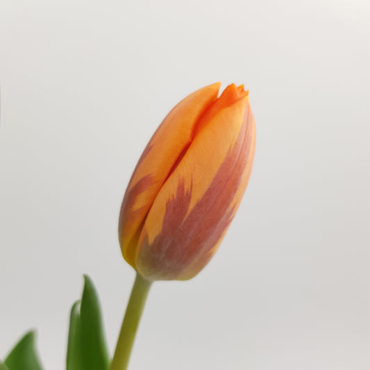 Tulip - 2 Tone Orange Brown