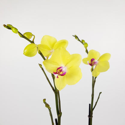 Phalaenopsis Double Stem (Imported)