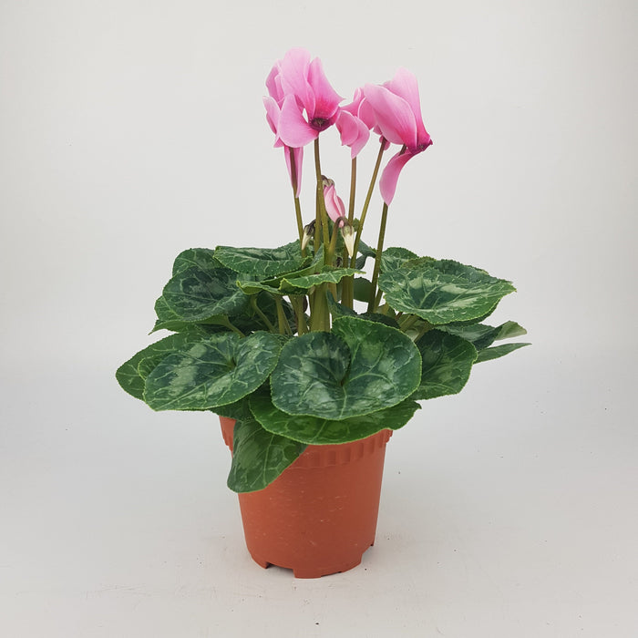 Cyclamen P150