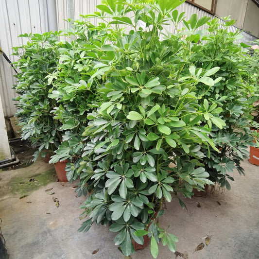 Schefflera Green - 3ft