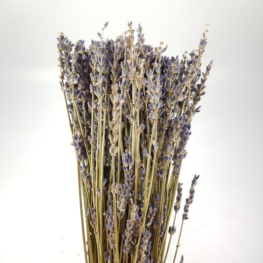 Dried Lavendula