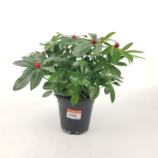 Schefflera P140