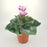 Cyclamen P150