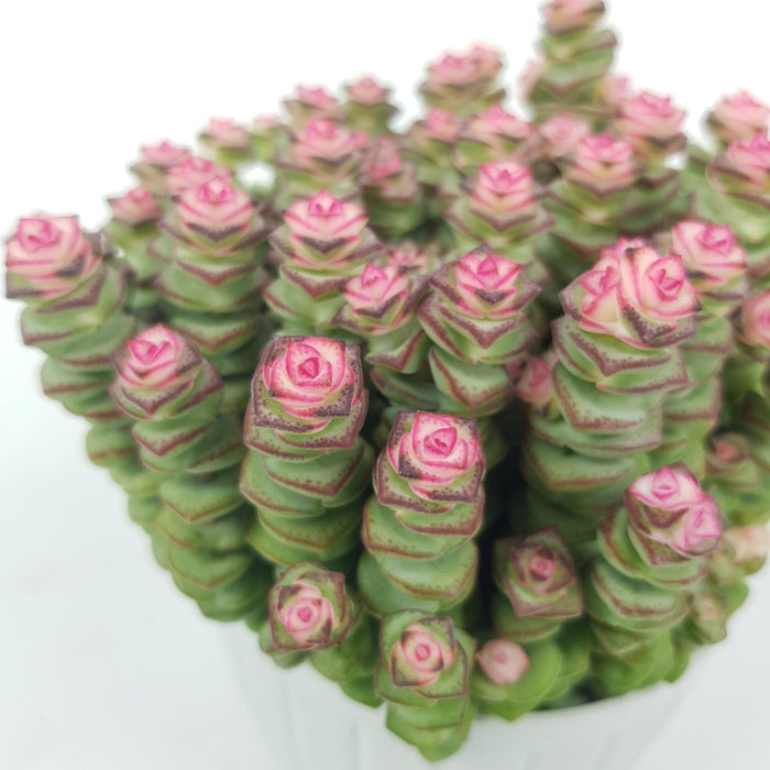 Crassula Pastel