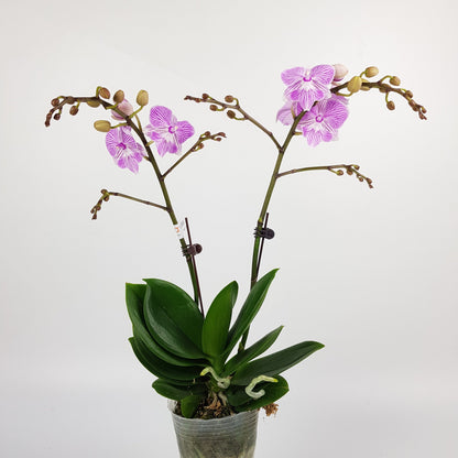 Phalaenopsis Double Stem (Imported)