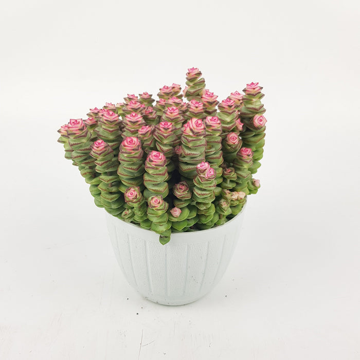 Crassula Pastel