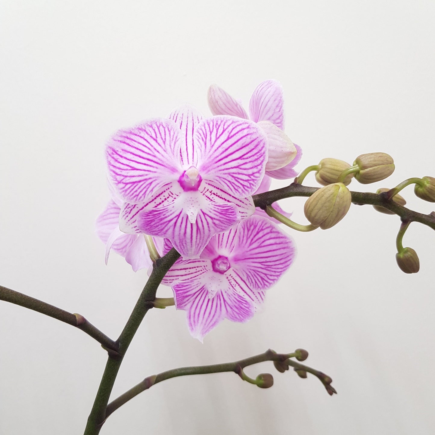 Phalaenopsis Double Stem (Imported)