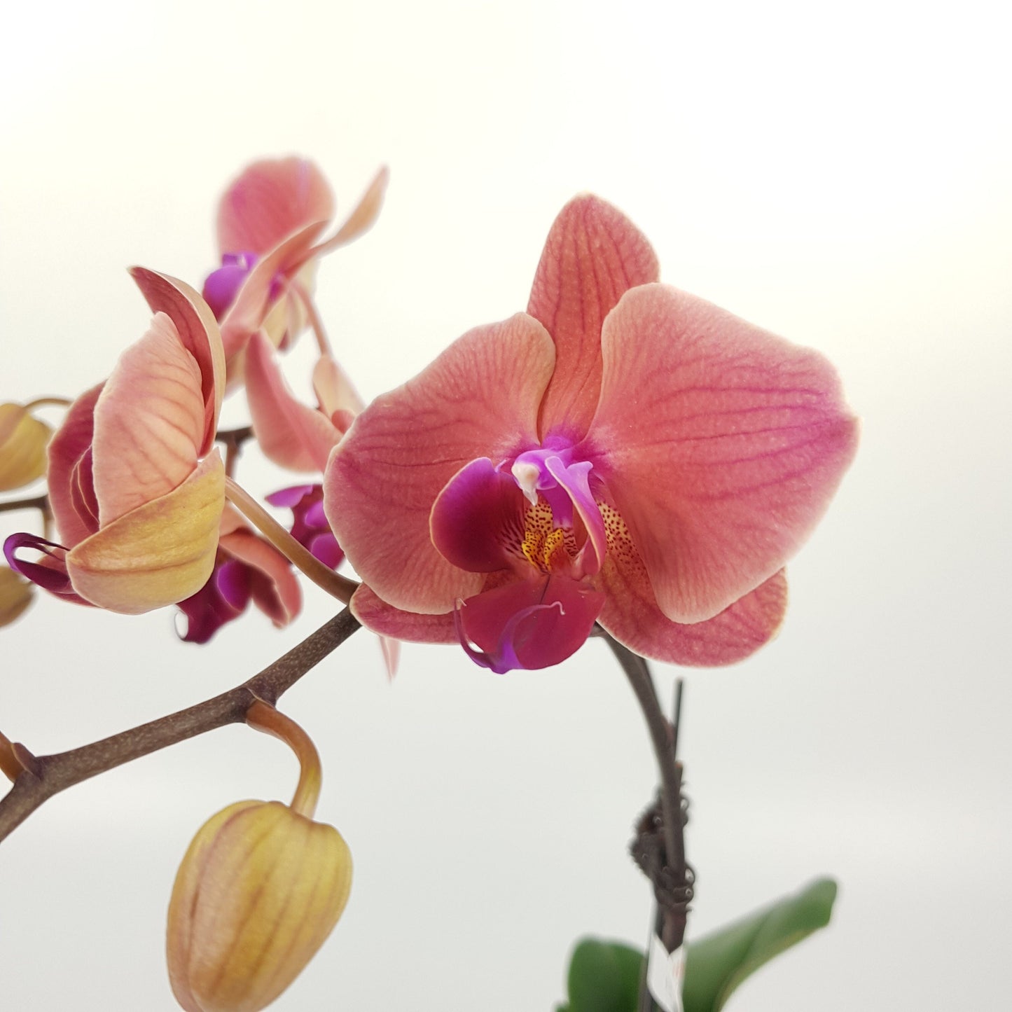 Phalaenopsis Double Stem (Imported)