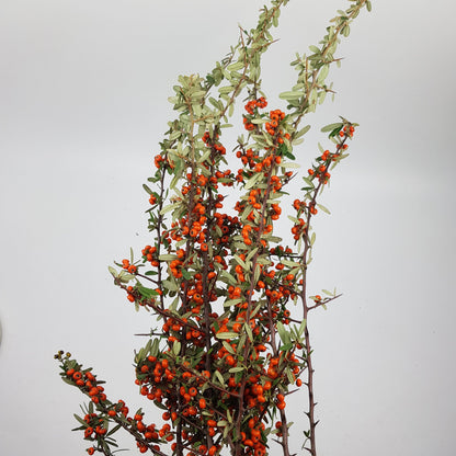 Pyracantha Orange