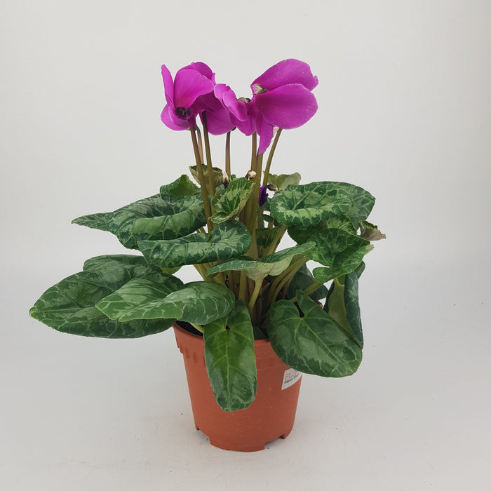 Cyclamen P150