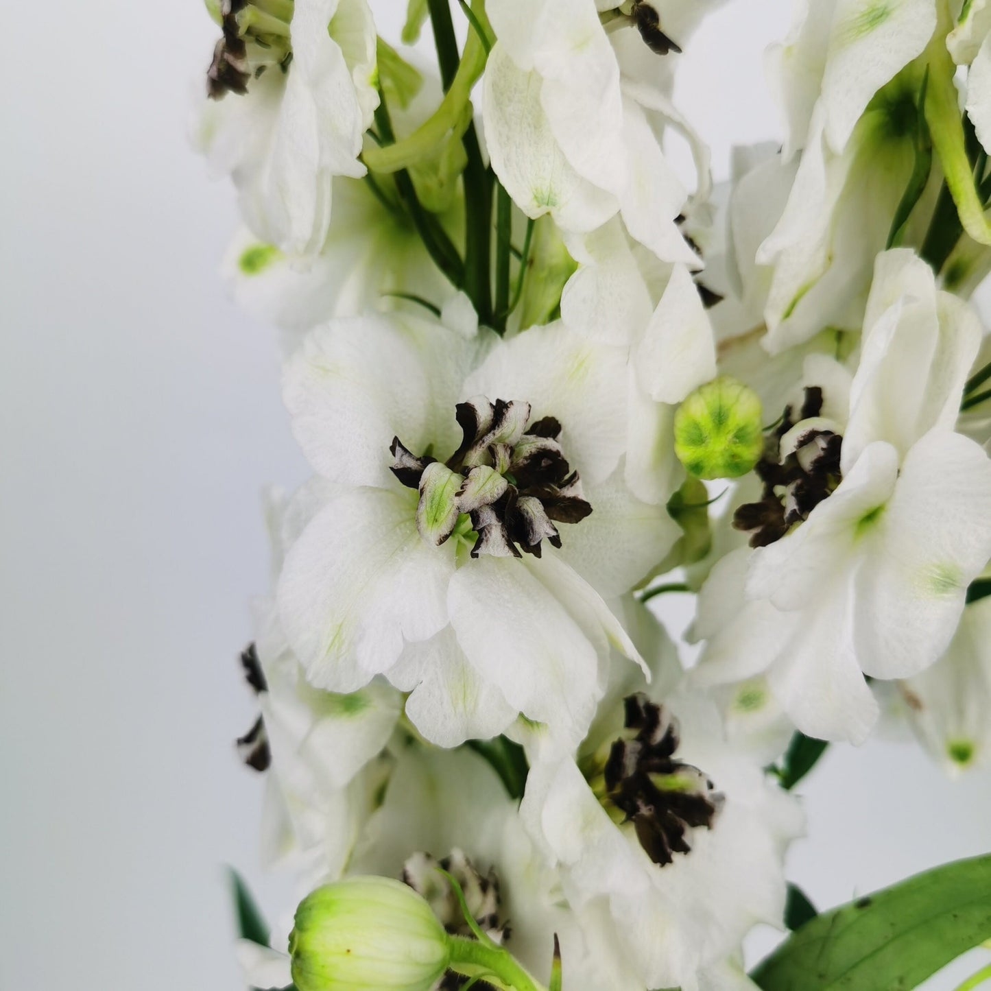 Delphinium Rocket - White [2 Stems]