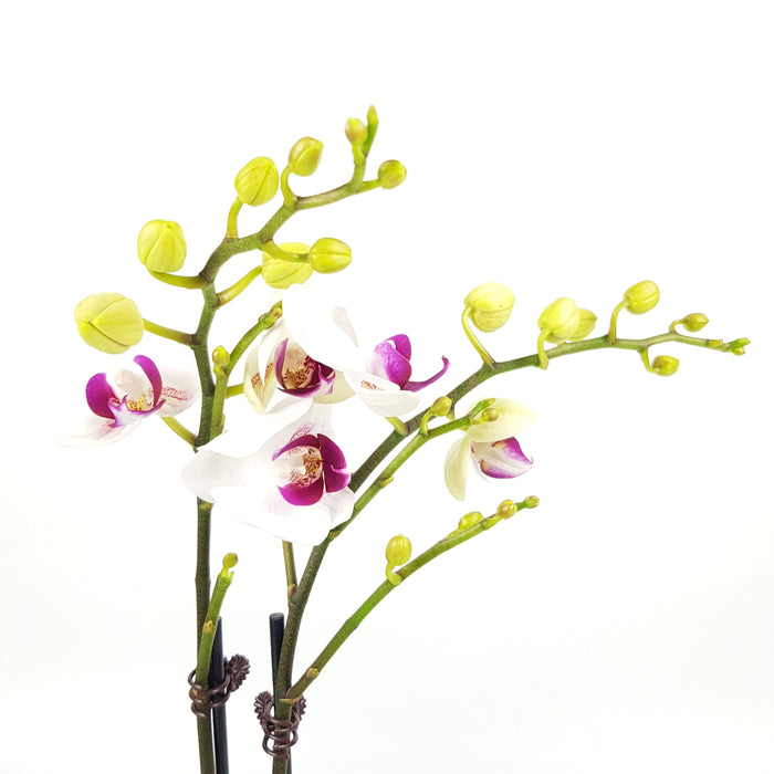 Phalaenopsis Mini Double Stem (Imported)