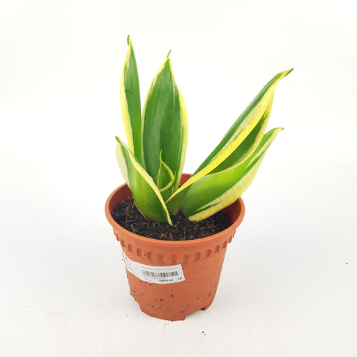 Sansevieria Gold Black Star P120