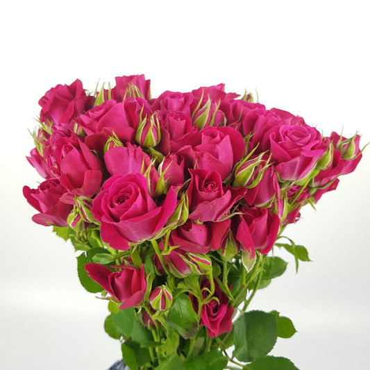 Rose Spray Alicia 50cm - Dark Pink (10 Stems)