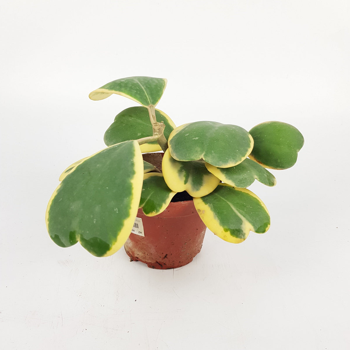 Hoya Kerii | Indoor Plants Wholesale Price