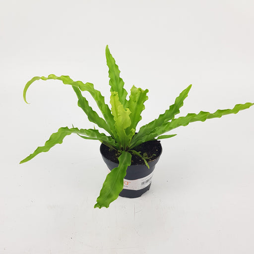 Asplenium Osaka