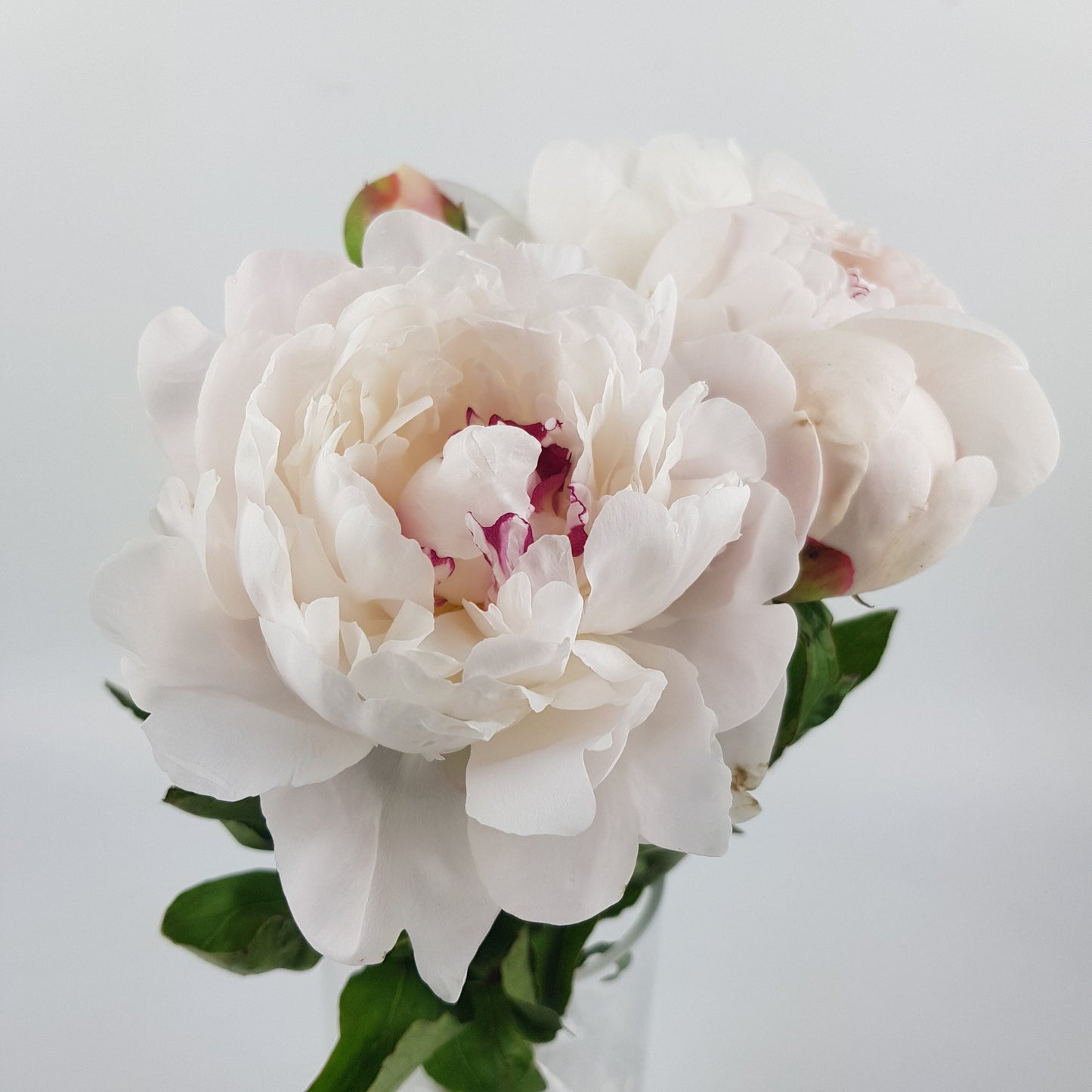 Peony Festiva Maxima - White