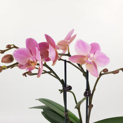 Phalaenopsis Double Stem (Imported)