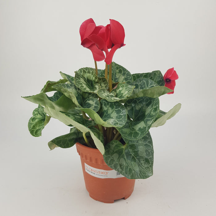 Cyclamen P150