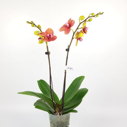 Phalaenopsis Double Stem (Imported)