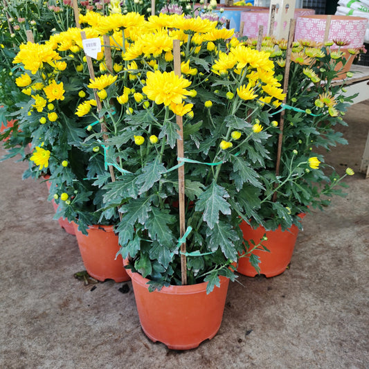 Chrysanthemum (M) 55cm - 60cm