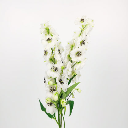 Delphinium Rocket - White [2 Stems]