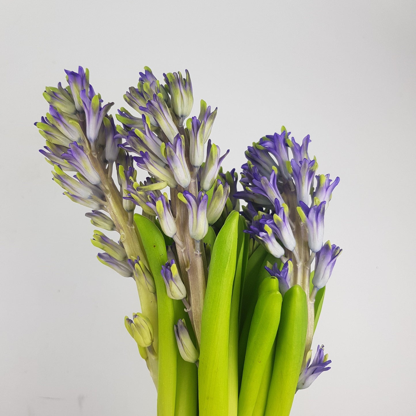 Hyacinthus - Lavender