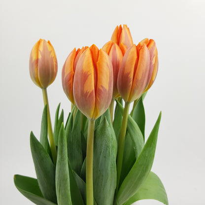 Tulip - 2 Tone Orange Brown