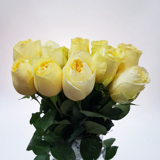 Rose - Butter Cup Light Peach (10 Stems)