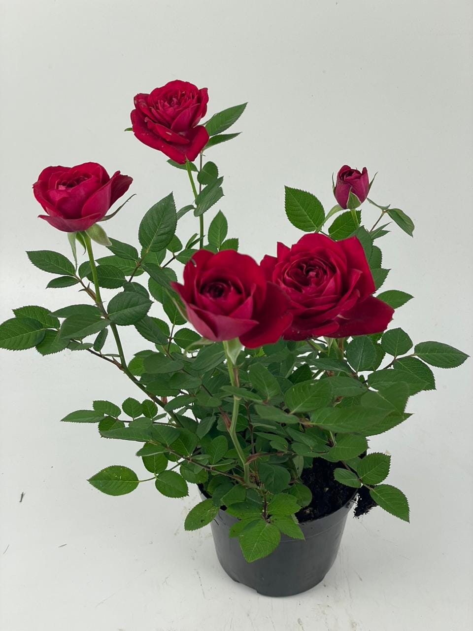 Rose - P120