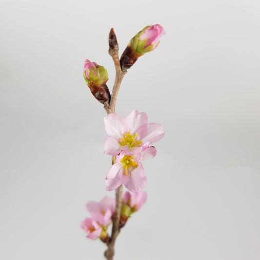 Cherry Blossom - 120cm