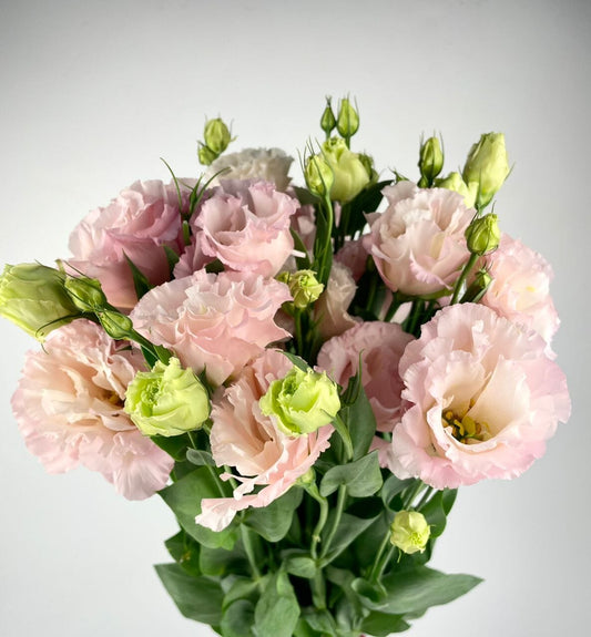 Eustoma - Salmon Pink (600g)