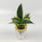 Sansevieria P110 (Hydroponic Pot)